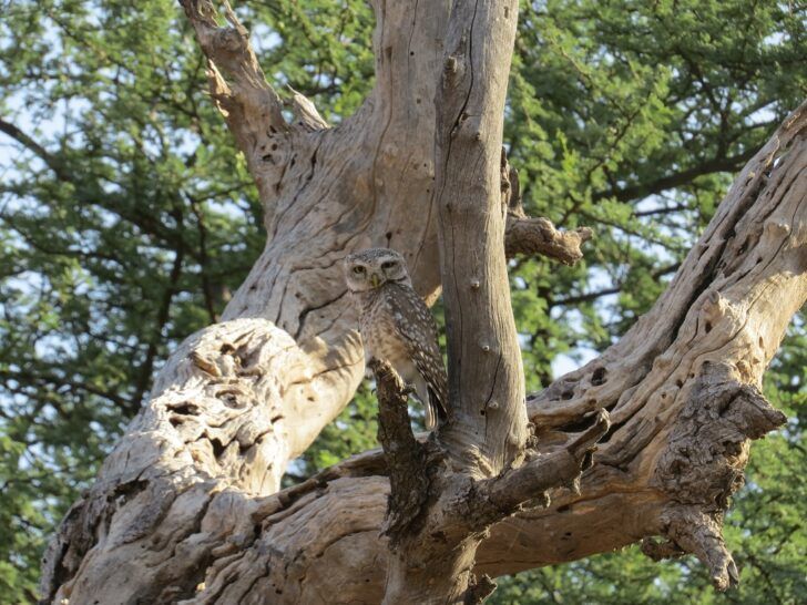 Indian eagle-owl at Jhalana Leopard Reserve, Jaipur (Rajasthan, India)